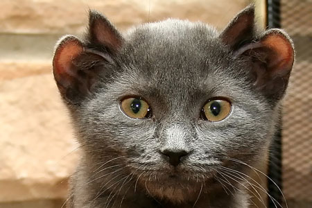 4-eared-cat